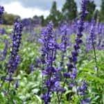 lavender in field