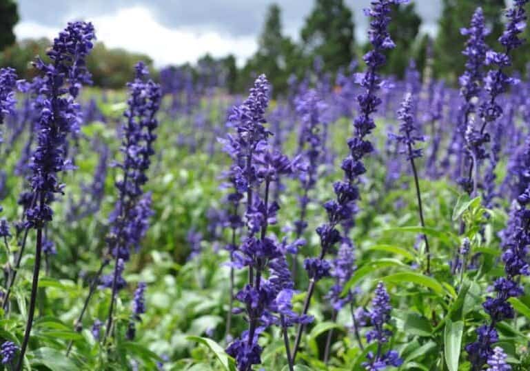 lavender in field